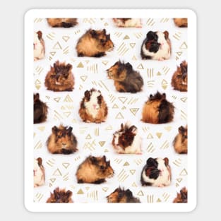 The Essential Guinea Pig Magnet